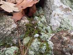 Lecanora thysanophora
