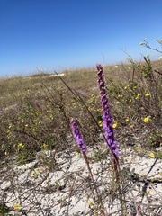 Liatris tenuifolia