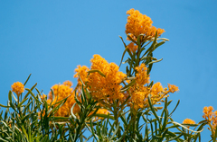 Nuytsia