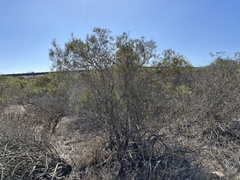 Ornithostaphylos oppositifolia