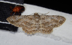 Ascotis reciprocaria