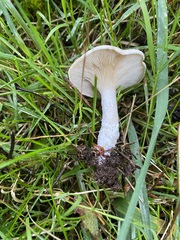 Clitocybe