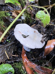 Clitocybe
