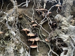 Armillaria sinapina