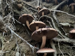Armillaria sinapina