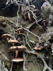 Armillaria sinapina