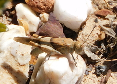 Sphingonotus caerulans