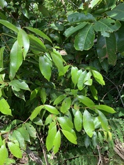 Myrtaceae