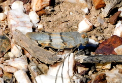 Sphingonotus lluciapomaresi