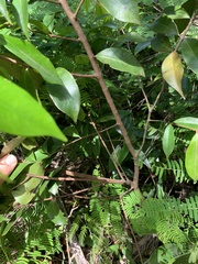Myrtaceae