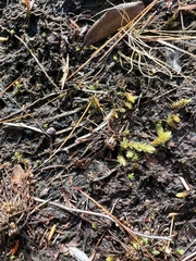 Drosera intermedia