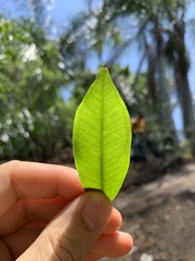 Myrtaceae