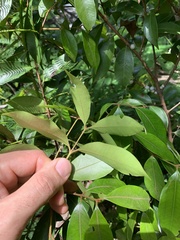 Myrtaceae