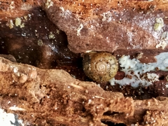 Austrochloritis iluka