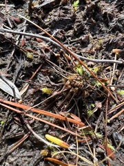 Drosera intermedia