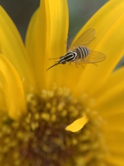 Phthiriinae