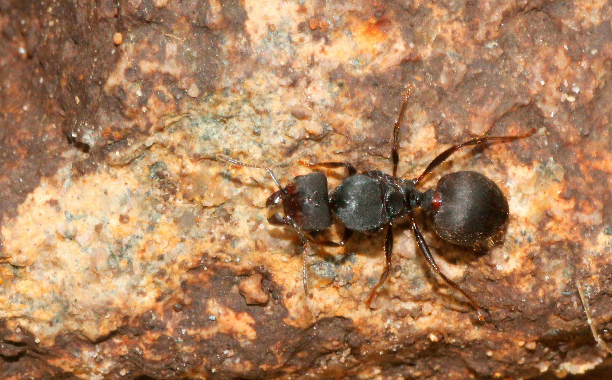 Pheidole granulata