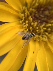 Phthiriinae