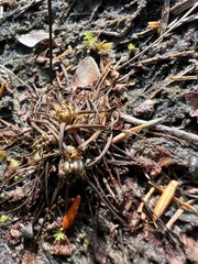 Drosera intermedia