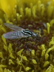 Phthiriinae