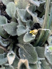 Viola purpurea aurea