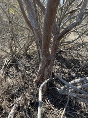 Ornithostaphylos oppositifolia