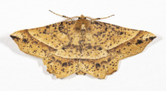 Euchlaena tigrinaria