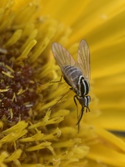Phthiriinae