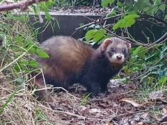 Mustela putorius