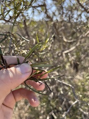 Ornithostaphylos oppositifolia