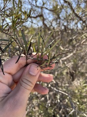 Ornithostaphylos oppositifolia