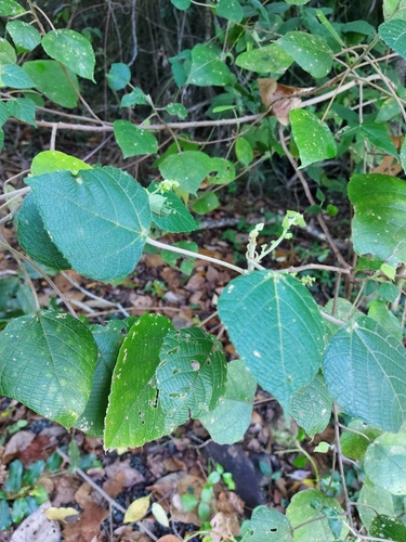 Macaranga involucrata observed 2022-10-29