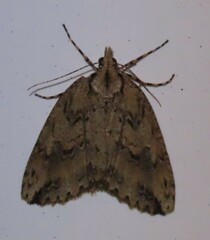 Pseudocoremia rudisata