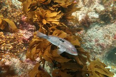 Notolabrus celidotus