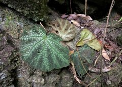 Begonia ningmingensis