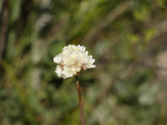 Armeria curvifolia