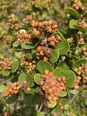 Searsia crenata