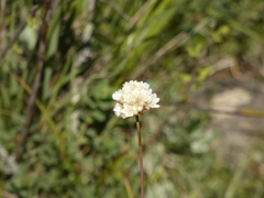 Armeria curvifolia