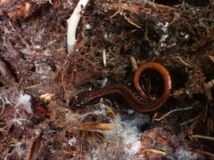 Plethodon vehiculum