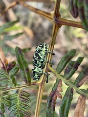 Chrysolopus spectabilis