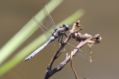 Orthetrum julia