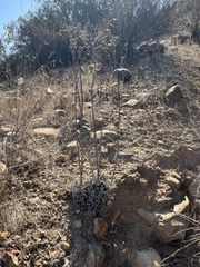 Dudleya edulis