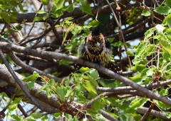 Trachyphonus vaillantii