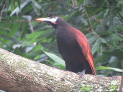 Psarocolius montezuma