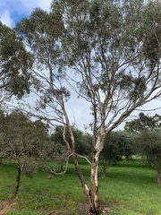 Eucalyptus leucoxylon