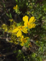 Hibbertia crinita