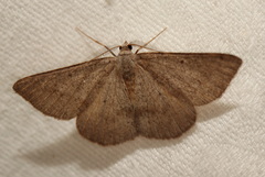 Isturgia penthearia