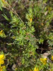 Hibbertia crinita