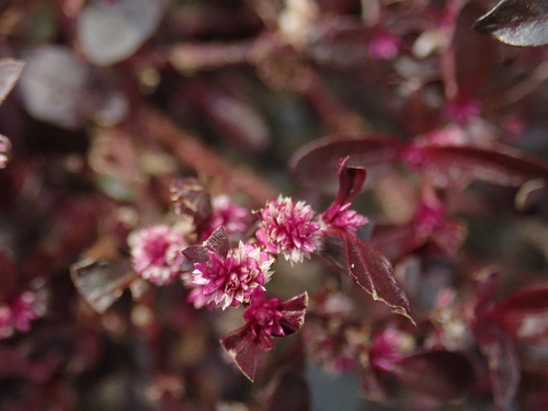 Alternanthera sessilis