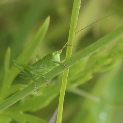 Tettigonia